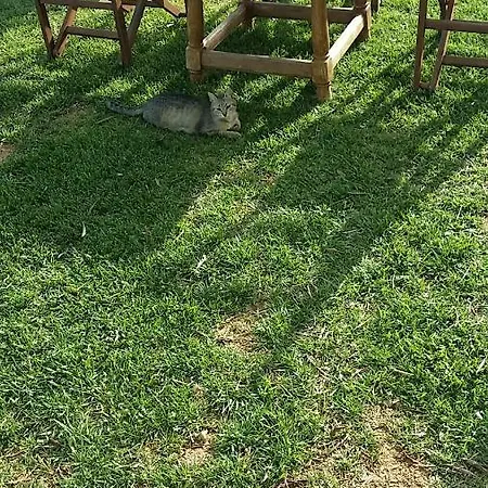 Miranda * 고우비아